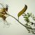 Ver coleccin flor de san esteban ( 1 fotos )